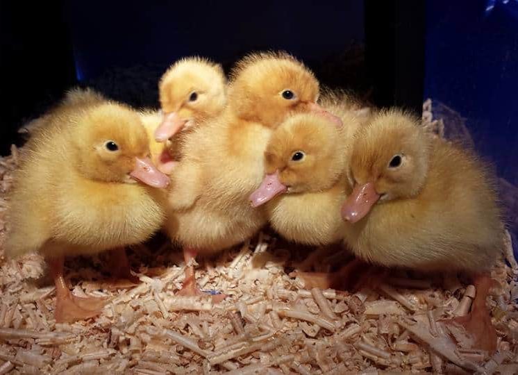 December 2019 - Animal Welfare: all about our Pekin ducks - Stages of ...