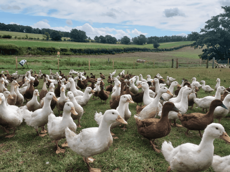 Bird flu Q&A and a downloadable risk assessment for your setting